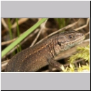 Zootoca vivipara - Waldeidechse 09.jpg